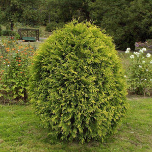 Туя західна Aureospicata