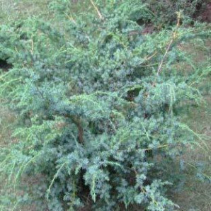 Ялівець китайський Blue Alps гошок P9 Ялівець китайський Blue Alps гошок P9