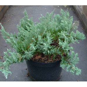 Ялівець горизонтальний Blue Chip Ялівець горизонтальний Blue Chip