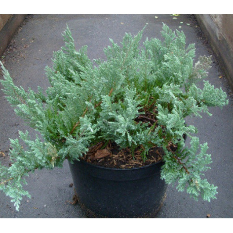 Ялівець горизонтальний Blue Chip