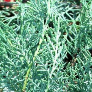 Ялівець віргінський Blue Cloud Ялівець віргінський Blue Cloud