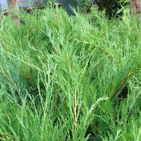 Ялівець козацький Blue Sparkle горшок 7.5 л. Ялівець козацький Blue Sparkle горшок 7.5 л.