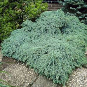 Ялівець лускатий Blue Carpet горшок 3л. Ялівець лускатий Blue Carpet горшок 3л.