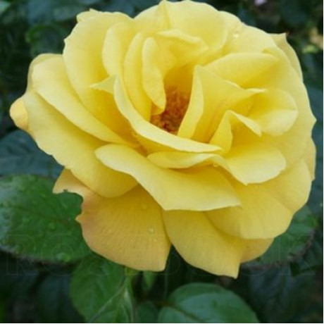 Саджанці троянд сорт Casino (Казино)