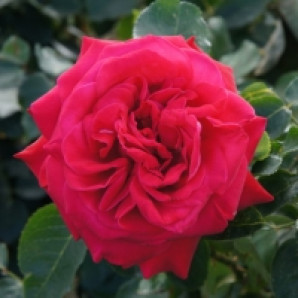 Саджанці троянд сорт Dame de Coeur (Дам де Кьюр) Саджанці троянд сорт Dame de Coeur (Дам де Кьюр)