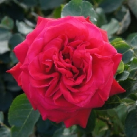 Саджанці троянд сорт Dame de Coeur (Дам де Кьюр)