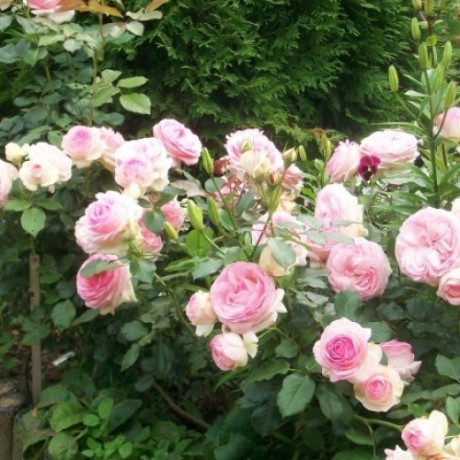 Саджанці троянд сорт Eden Rose (Іден Роуз)