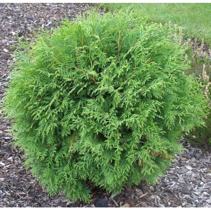 Туя західна Globosa кон. 25 л