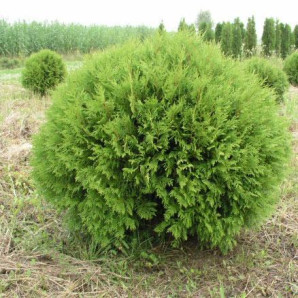 Туя західна Globosa Aurea горшок 3 л