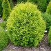 Туя західна Globosa Aurea горшок 3 л