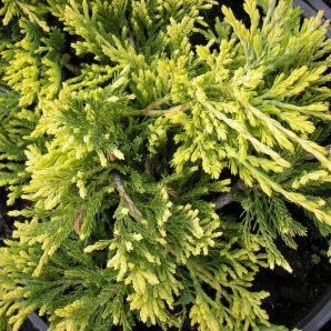 Ялівець горизонтальний Golden Carpet Ялівець горизонтальний Golden Carpet