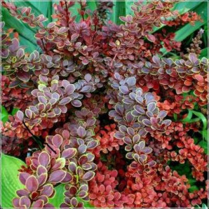 Барбарис Тунберга Golden Ring купити в Україні з доставкою, опис, фото, ціна Барбарис Тунберга Golden Ring купити в Україні з доставкою, опис, фото, ціна