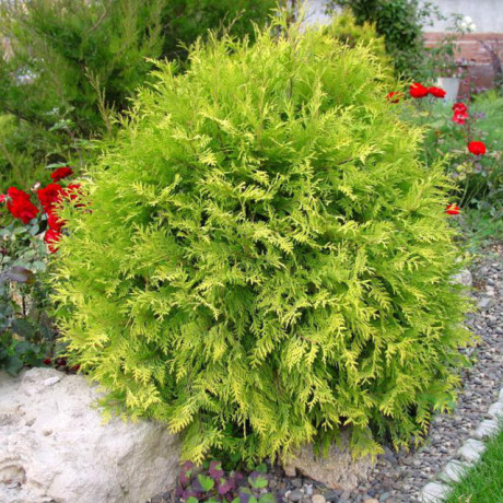 Туя західна Golden Globe