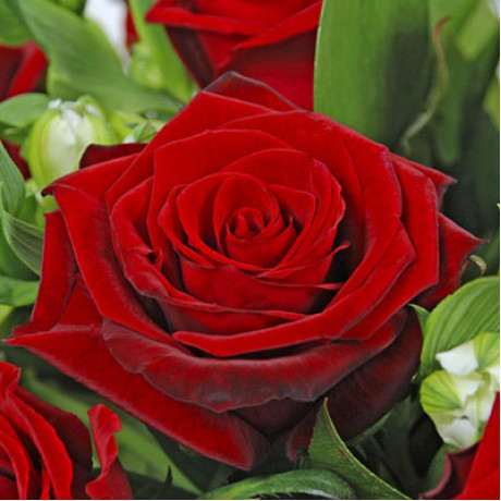 Саджанці троянд сорт Grand Prix (Гранд Прі)