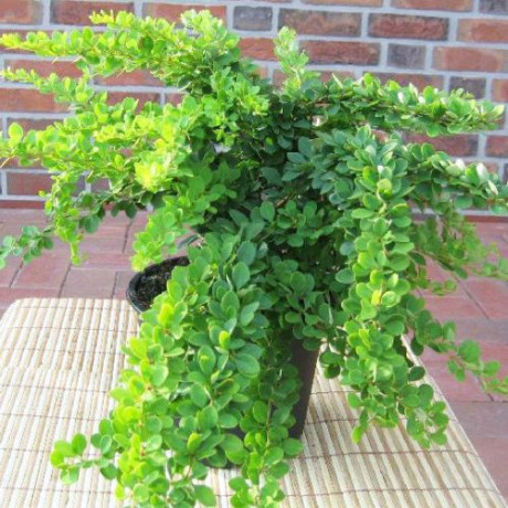 Барбарис Green Carpet