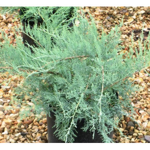 Ялівець віргінський Grey Owl, конт P9 Ялівець віргінський Grey Owl, конт P9