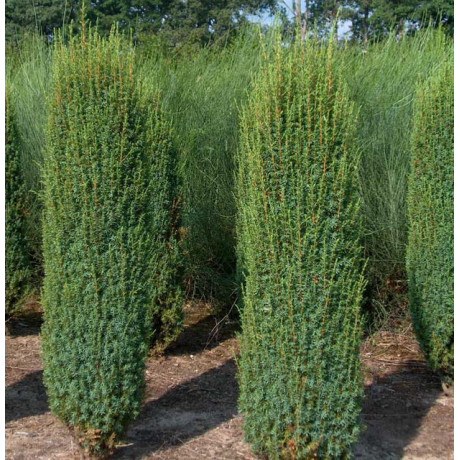 Ялівець звичайний Hibernica горшок 3 л