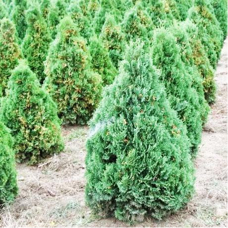 Туя західна Holmstrup