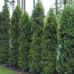 Туя західна Holmstrup