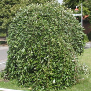 Ива козья Kilmarnock (Килмарнок) Ива козья Kilmarnock (Килмарнок)