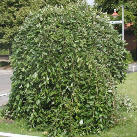 Ива козья Kilmarnock