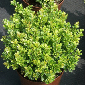 Барбарис Тунберга Kobold горшок 1л.купити в Україні з доставкою, опис, фото, ціна Барбарис Тунберга Kobold горшок 1л.купити в Україні з доставкою, опис, фото, ціна