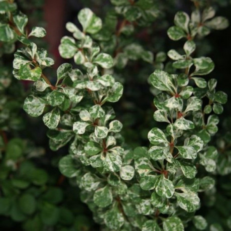 Барбарис Kornik