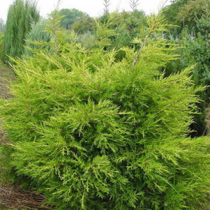 Можжевельник китайский Kuriwao Gold, горшок 3 л Можжевельник китайский Kuriwao Gold, горшок 3 л