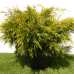 Можжевельник Kuriwao Gold