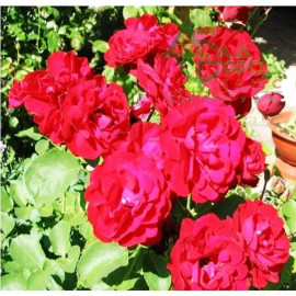 Саженцы роз сорт Лили Марлен (Lilli Marellen)