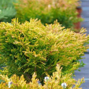 Ялівець горизонтальний Lime Glow горшок Р 9 Ялівець горизонтальний Lime Glow горшок Р 9