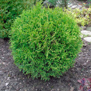 Туя західна Little Gem, кон. 3 л.