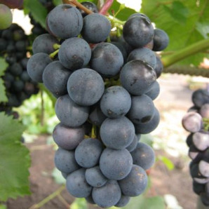 Виноград сорт Магия