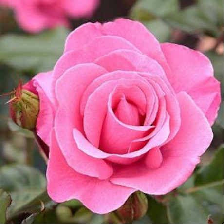 Саджанці троянд сорт Marco (Марко) Саджанці троянд сорт Marco (Марко)