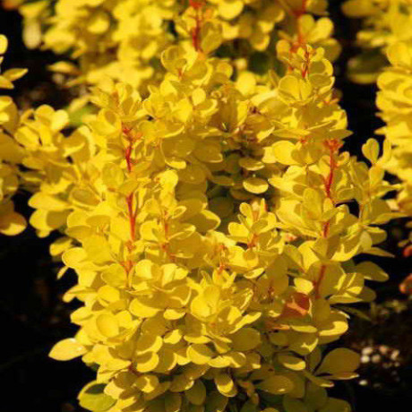 Барбарис Maria