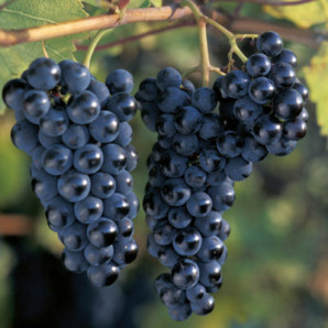 Виноград сорт Marquette (Маркетт)