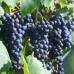 Виноград сорт Marquette (Маркетт)