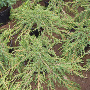 Ялівець звичайний Green Carpet Ялівець звичайний Green Carpet