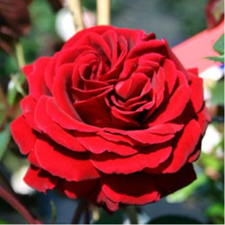 Саджанці троянд сорт Naheglut (Нахеглут)