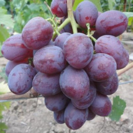 Виноград сорт Низина, полуупакованный