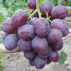 Виноград сорт Низина, полуупакованный Виноград сорт Низина, полуупакованный