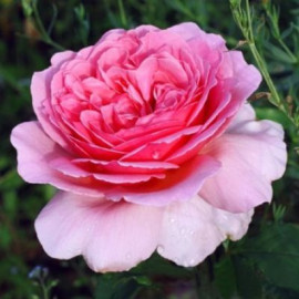 Саженцы роз сорт Pink Musimara (Пинк Мушимара)