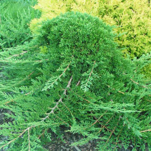 Ялівець горизонтальний Prince of Wales Ялівець горизонтальний Prince of Wales