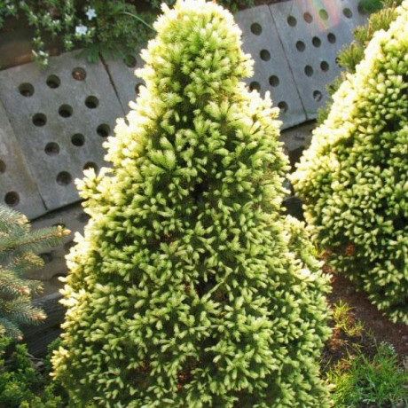 Ель канадская Rainbows End