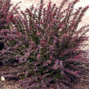 Барбарис Тунберга Red Chief горшок 1 л.купити в Україні з доставкою, опис, фото, ціна Барбарис Тунберга Red Chief горшок 1 л.купити в Україні з доставкою, опис, фото, ціна