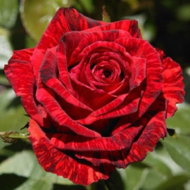 Саженцы роз сорт Red Intuition (Ред Интуишн)