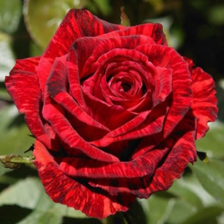 Саженцы роз Red Intuition