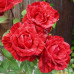 Саженцы роз Red Intuition
