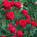 Саженцы роз Red Intuition