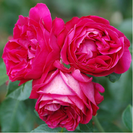 Саджанці троянд сорт Red Eden (Ред Еден)